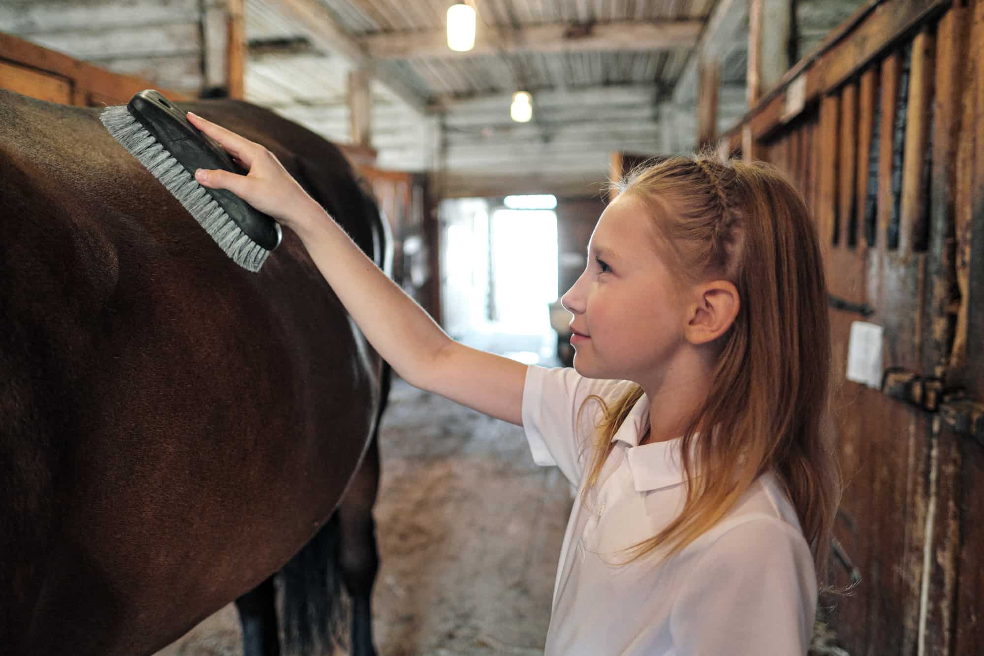 A 13 year old girl grooming a horse.
