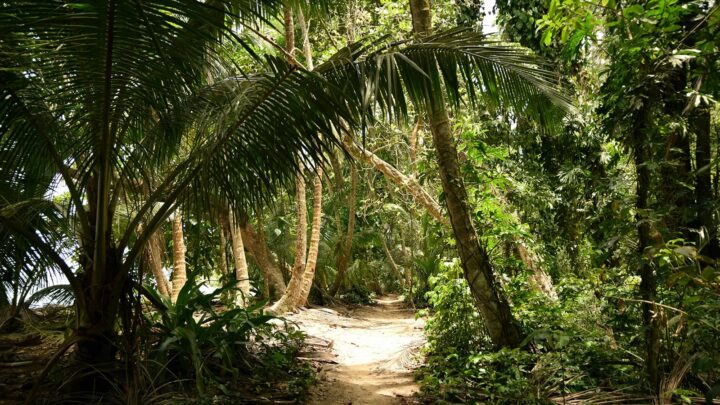Caribbean trail